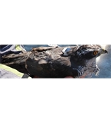 SAKER-L鳥類行為跟蹤儀