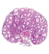 腫瘤病理檢測服務LS TPE Service